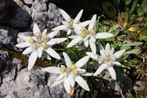 Edelweiss Verlag Plenk Berchtesgaden