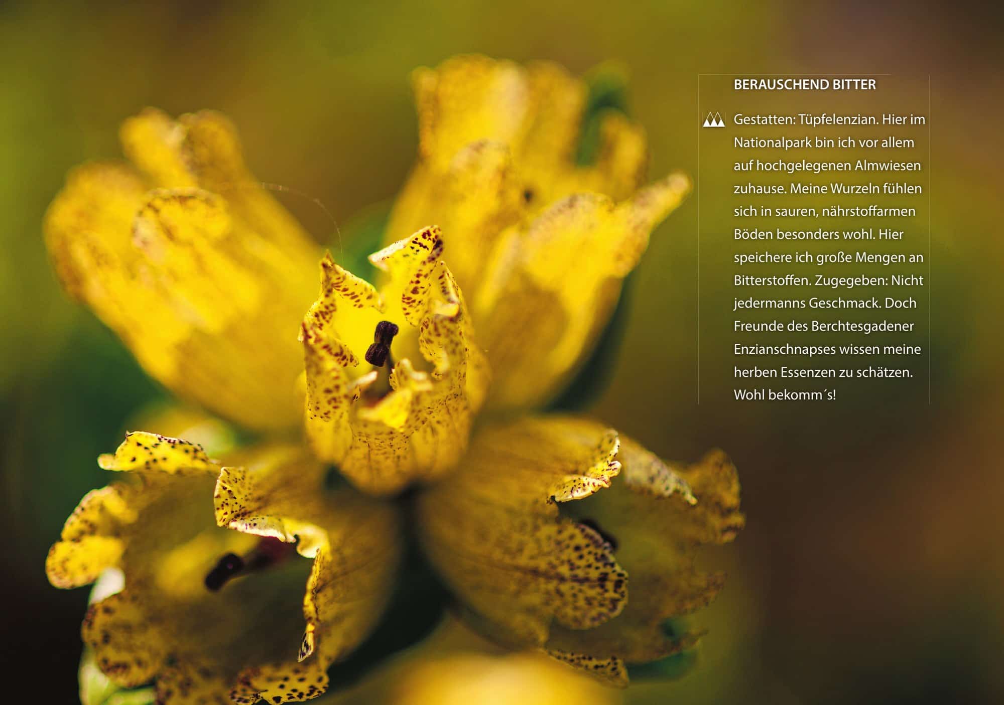 Nationalpark Kalender 2027 Monatsblatt 6 Berchtesgaden Plenk Verlag