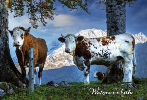 Magnet – Watzmannkühe Nr. 78